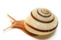 Jeanneretia parraiana depressa Cuba semiadult